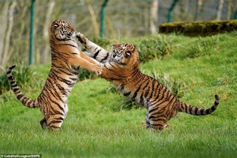 Longleat Safari Park releases candid snaps of their big beasts enjoying ...