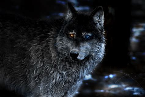 1920x1200 Wolf Heterochromia Fantasy 1080P Resolution ,HD 4k Wallpapers,Images,Backgrounds ...