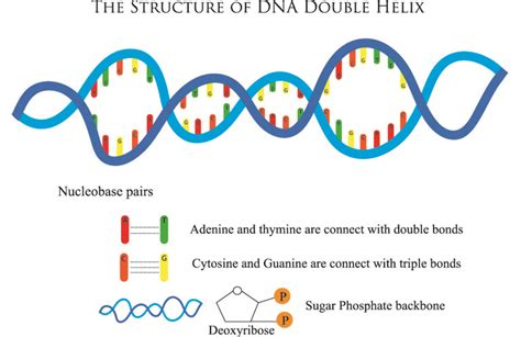 Restriction Enzymes - The Definitive Guide | Biology Dictionary