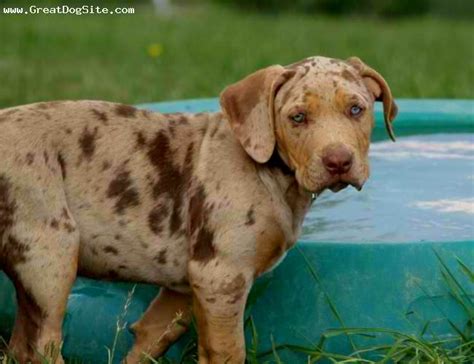 Catahoula Bulldog - Pet Your Dog