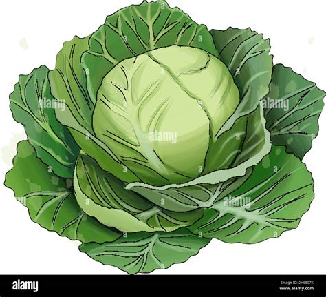 Realistic cabbage Cut Out Stock Images & Pictures - Alamy