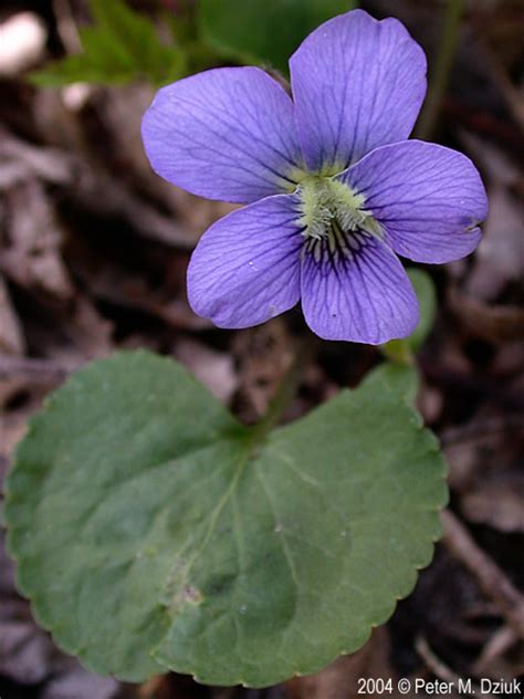 Viola sororia (Common Blue Violet): Minnesota Wildflowers