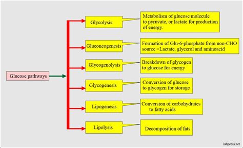 Diabetes mellitus: Carbohydrate and glucose metabolism