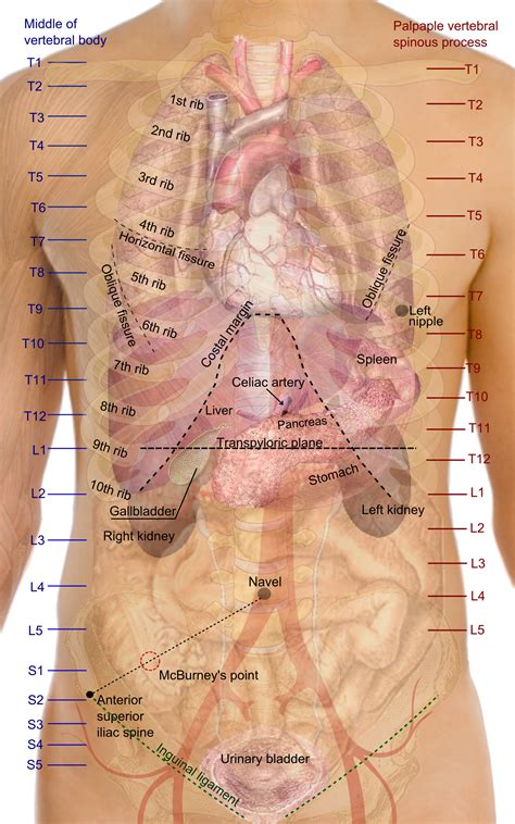 Abdomen - Wikipedia, la enciclopedia libre