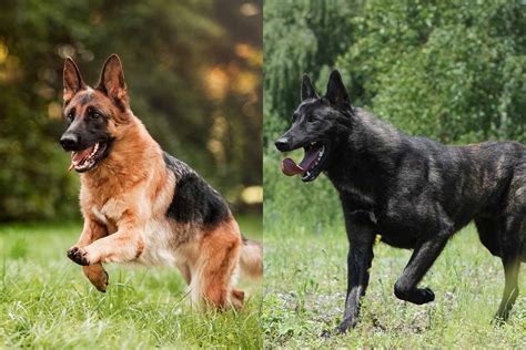 German Shepherd vs Dutch Shepherd: What's The Difference?