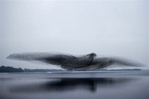 Thousands of starlings fly together to make an enormous bird | New Scientist