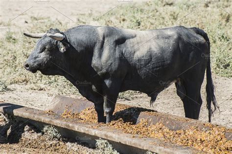 Bulls in a farm featuring bull, farm, and cattle | High-Quality Animal ...