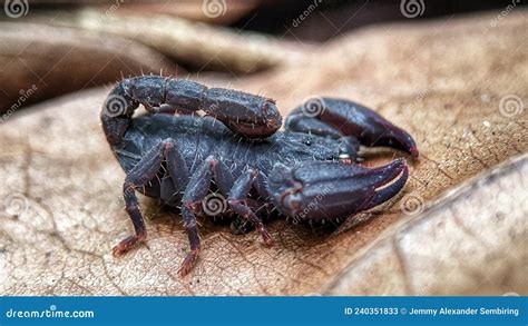 Black Scorpion Whose Venom is Deadly Stock Image - Image of seafood, black: 240351833