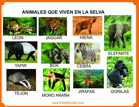 Animales que viven en el bosque, selva, mar, ríos, glaciares - Imágenes ...