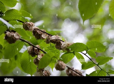 Elm Tree seeds Stock Photo - Alamy