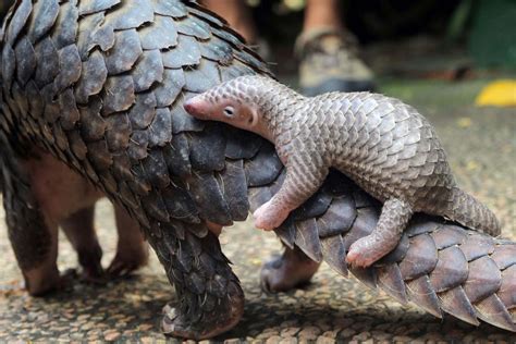 Police foil attempt to smuggle pangolin scales, hornbill beaks - Archipelago - The Jakarta Post