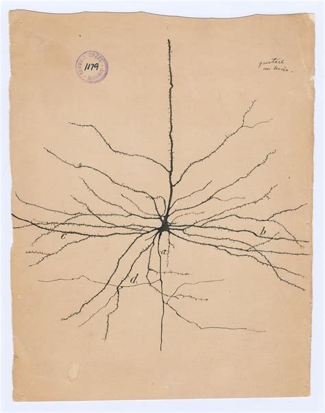 Una muestra con dibujos de Santiago Ramón y Cajal recorre Estados ...