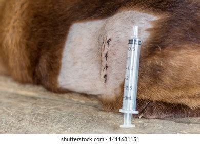 Cat Get Rabies Vaccine Cat Measles Stock Photo (Edit Now) 1411681151