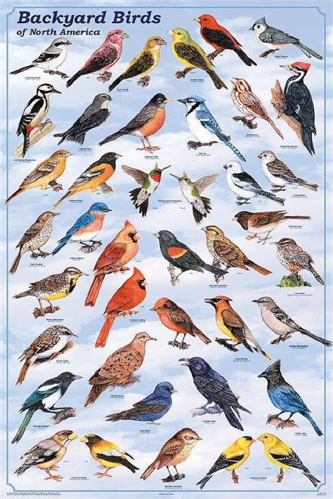 Wild Birds of North America | Backyard Birds of North America - Content Intensive Posters from ...