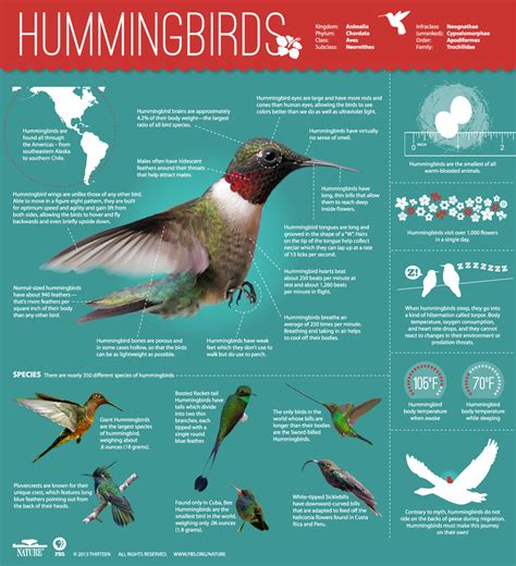 Hummingbirds: Magic in the Air | Infographic: All About Hummingbirds | Nature | PBS