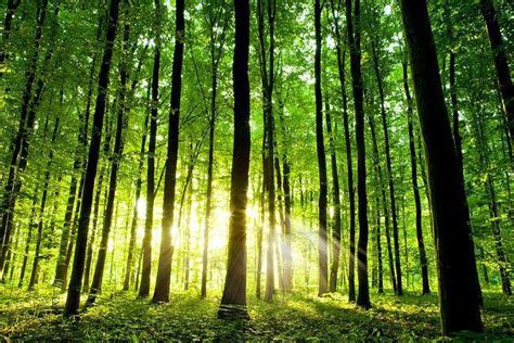 Bosques templados de México, riqueza forestal y belleza escénica ...