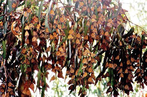 Visit the Monarch Butterflies at the Pismo State Beach Monarch ...