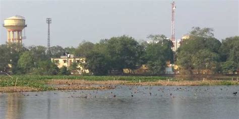 Migratory Birds Return To Kolkata’s Santragachi Lake After Citizen Led Clean-Up Drive | Swachh ...