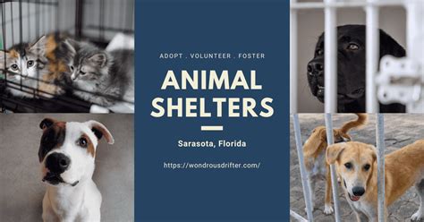 13 Animal Shelters in Sarasota, Florida