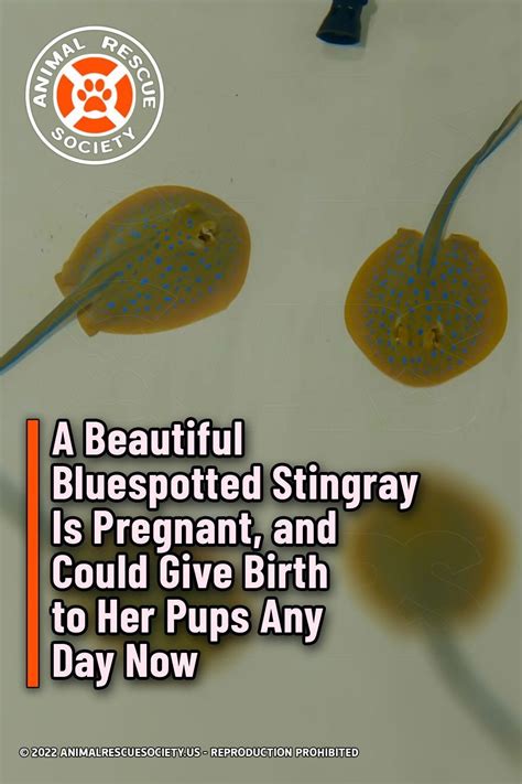 A pregnant Sting Ray at the Georgia Aquarium gives birth to two pups ...