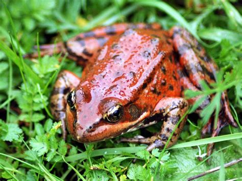 California red-legged frogs with Regina Spranger part 2 | ksqd.org