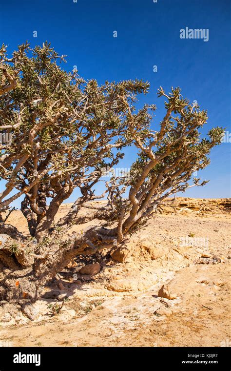 Frankincense tree, growing near Frankincense museum in Salalah, Oman Stock Photo - Alamy