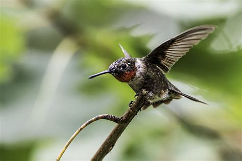 Male Ruby-throated Hummingbird Spreading Wings. | Beija flores