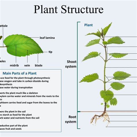 Parts Of Plants And Their Structure