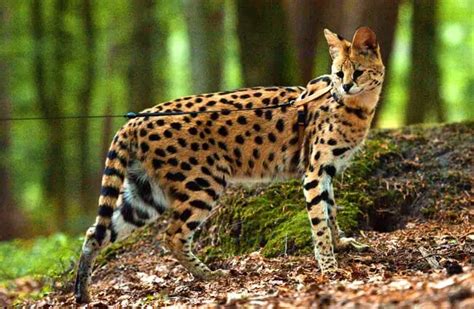 Serval - Description, Habitat, Image, Diet, and Interesting Facts