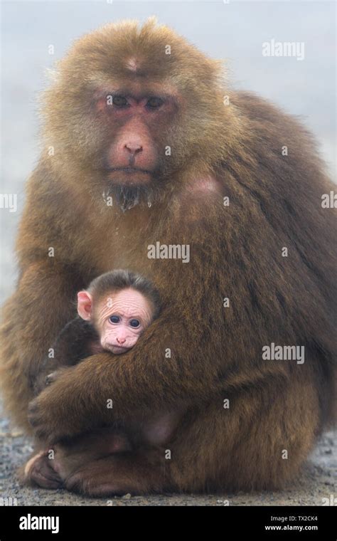 Mother and baby Tibetan Macaque (Macaca thibetana) in the mist of Mount ...