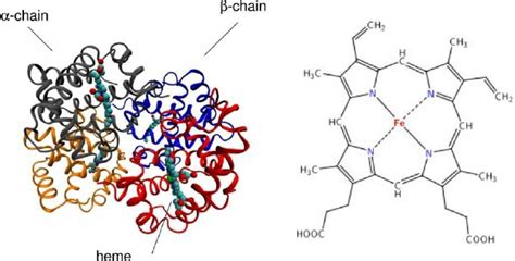 The quaternary structure of hemoglobin and its oxygen carrier heme ...