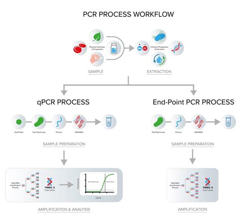 Describe the Three Main Steps in Dna Profilin Using Pcr - GretakruwCline