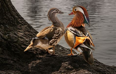 Update 73+ mandarin duck couple wallpaper super hot - 3tdesign.edu.vn