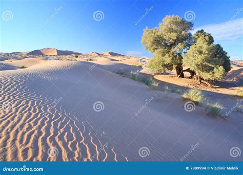 Tree in Sahara desert stock photo. Image of desert, dune - 7909994