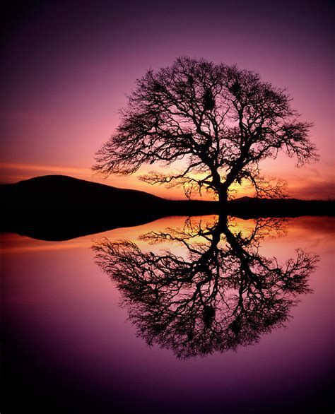 Oak Tree Reflection At Sunset by Steve Satushek