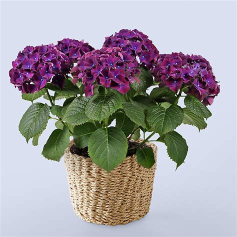 Purple Hydrangea Plant