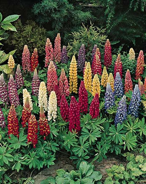 Lupine Minarette Mix Perennial Flower Garden Seeds | Flowers perennials, Lupine flowers, Perennials