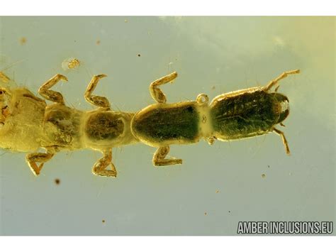 Rare Snakefly Larvae. RAPHIDIOPTERA. Fossil insect in Baltic amber #6093 | www.amberinclusions.eu