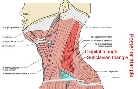 trójkąt boczny szyi = posterior triangle | Лицо, Упражнения, Фитнес мемы