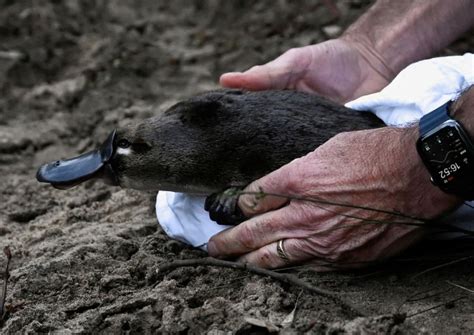 Platypus returns to Australian national park for first time in half a ...