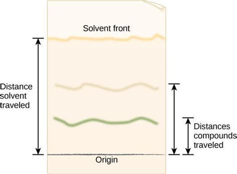 Paper Chromatography of Plant Pigments – Lab Manual for Biology Part I