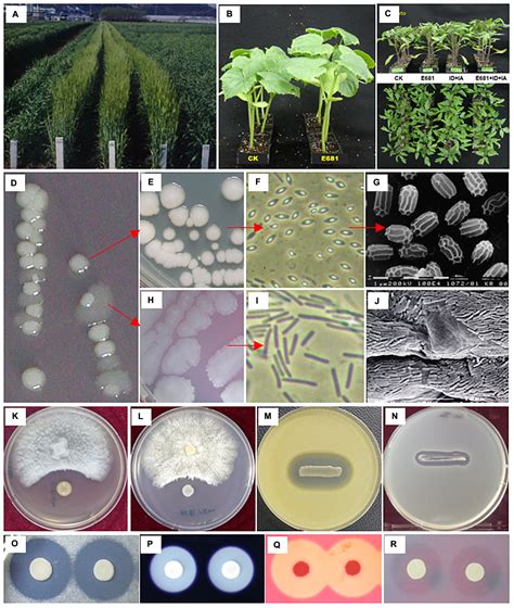 Frontiers | Chronicle of a Soil Bacterium: Paenibacillus polymyxa E681 as a Tiny Guardian of ...