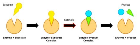 Enzyme catalysis – Science of Healthy