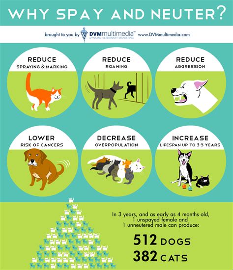 What Are The Benefits Of Neutering A Male Dog