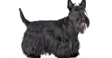 Scottish Terrier vs Schnauzer: What are the Differences? - AZ Animals