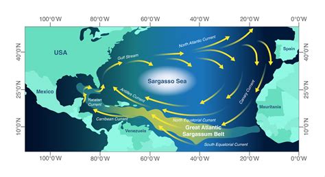 Sargassum Seaweed 2025 Map - Cissy Fredrika