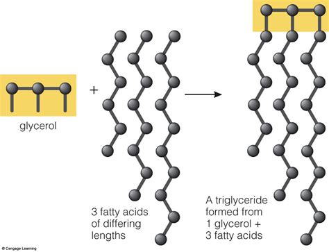 What Are The Three Major Types Of Lipids | Sitelip.org