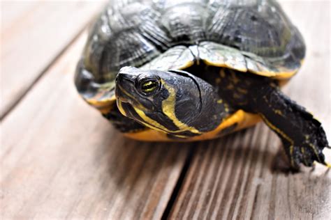 Yellow-bellied Sliders (Trachemys scripta scripta) Care and Information – Crazy Plants Crazy ...