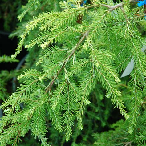 Tsuga Canadensis Pendula