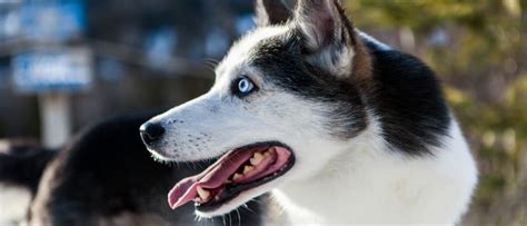 Alaskan Husky - A-Z Animals